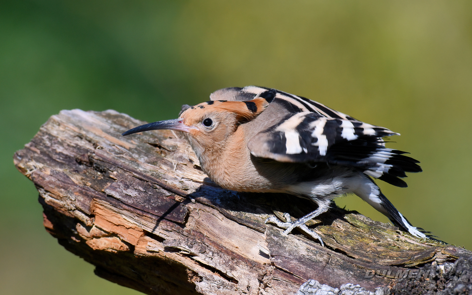 Eurasian hoopoe (Upupa epops)